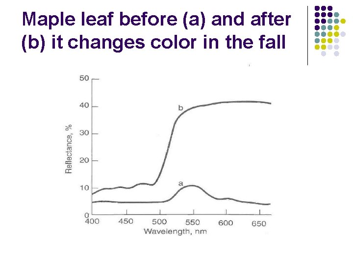 Maple leaf before (a) and after (b) it changes color in the fall 