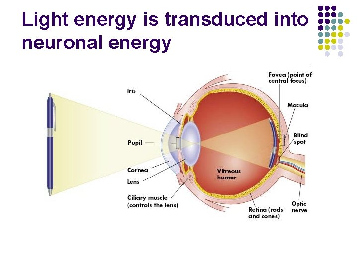 Light energy is transduced into neuronal energy 