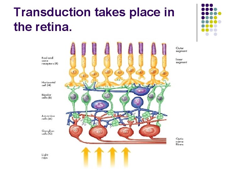 Transduction takes place in the retina. 