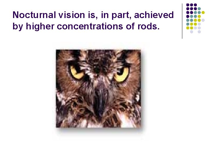 Nocturnal vision is, in part, achieved by higher concentrations of rods. 