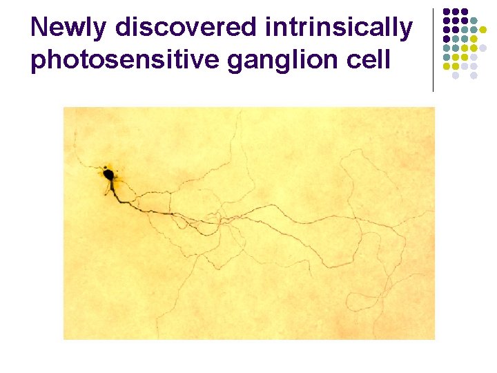 Newly discovered intrinsically photosensitive ganglion cell 