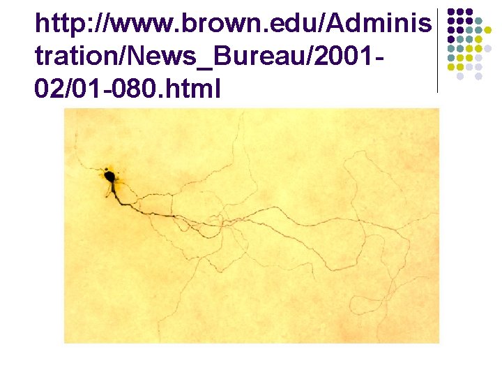 http: //www. brown. edu/Adminis tration/News_Bureau/200102/01 -080. html 