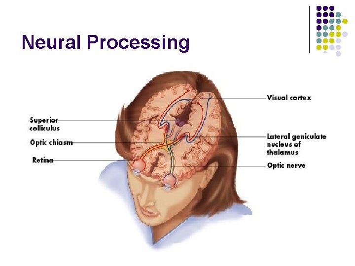 Neural Processing 