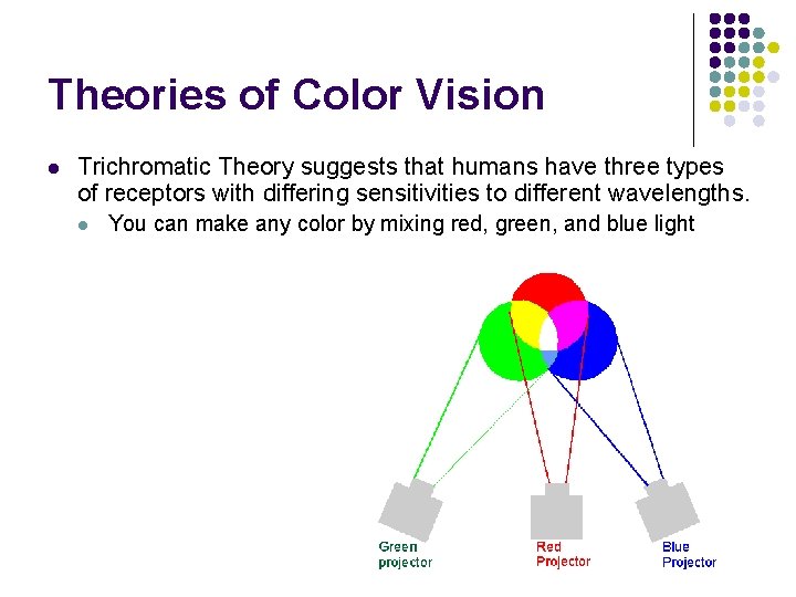 Theories of Color Vision l Trichromatic Theory suggests that humans have three types of