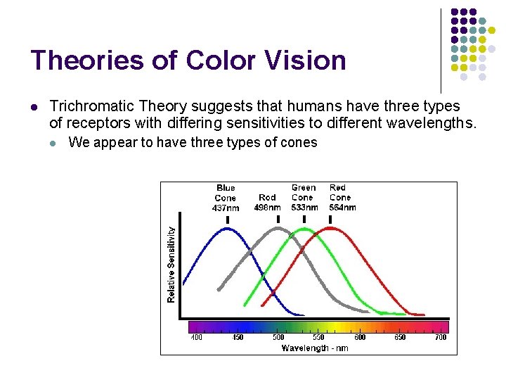 Theories of Color Vision l Trichromatic Theory suggests that humans have three types of