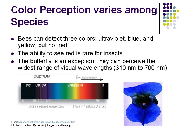 Color Perception varies among Species l l l Bees can detect three colors: ultraviolet,