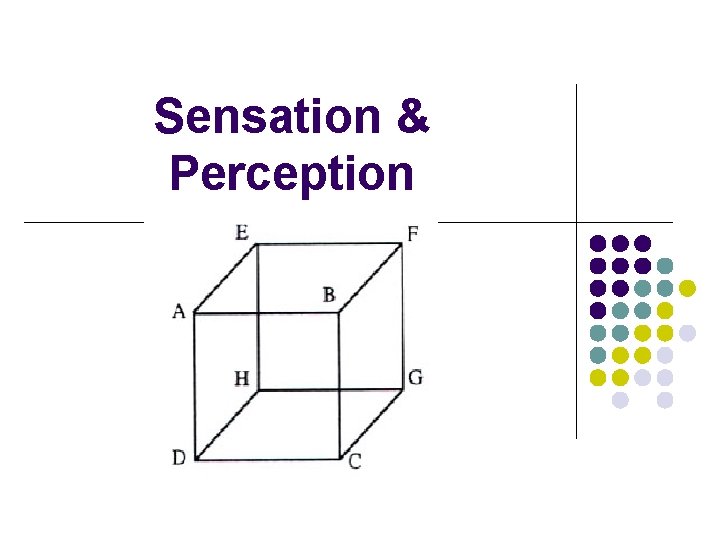 Sensation & Perception 