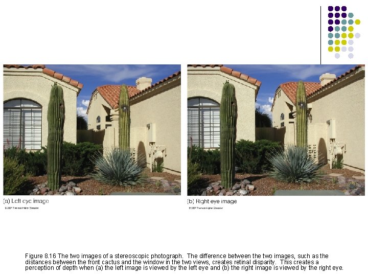 Figure 8. 16 The two images of a stereoscopic photograph. The difference between the