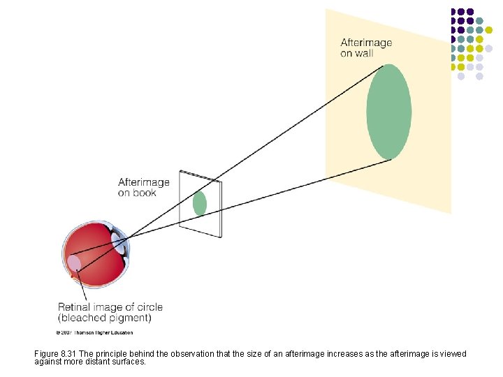 Figure 8. 31 The principle behind the observation that the size of an afterimage