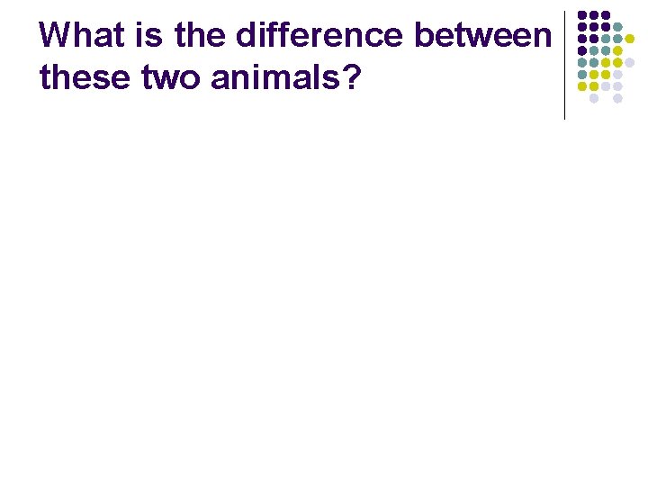 What is the difference between these two animals? 