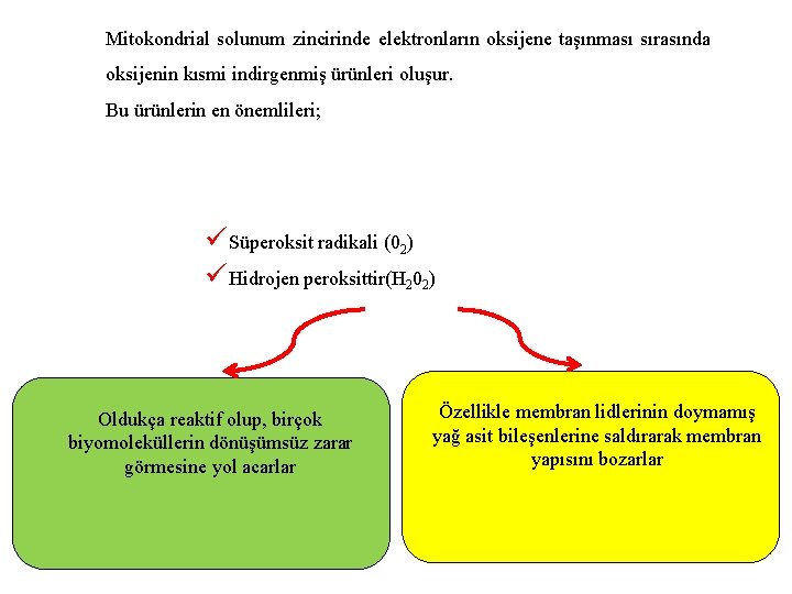 Mitokondrial solunum zincirinde elektronların oksijene taşınması sırasında oksijenin kısmi indirgenmiş ürünleri oluşur. Bu ürünlerin