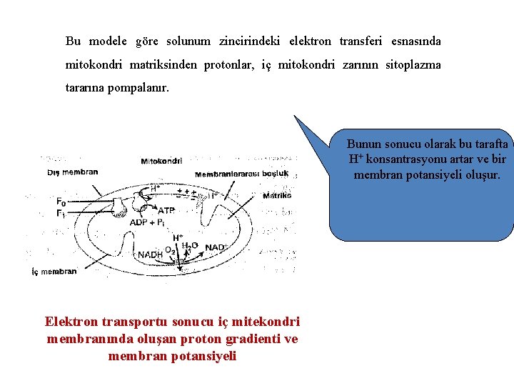 Bu modele göre solunum zincirindeki elektron transferi esnasında mitokondri matriksinden protonlar, iç mitokondri zarının