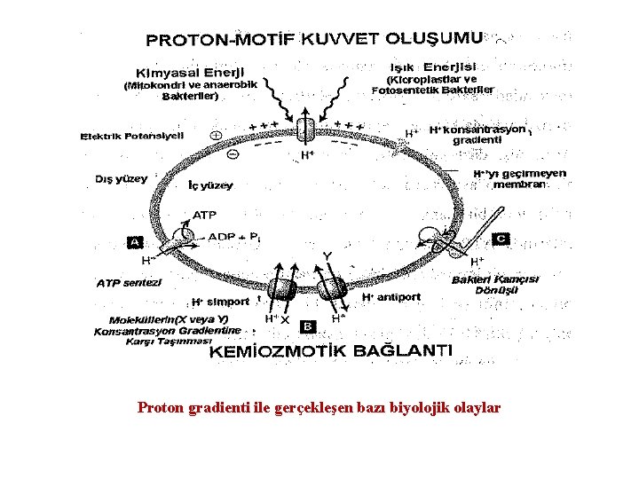 Proton gradienti ile gerçekleşen bazı biyolojik olaylar 