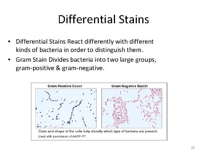 Differential Stains • Differential Stains React differently with different kinds of bacteria in order