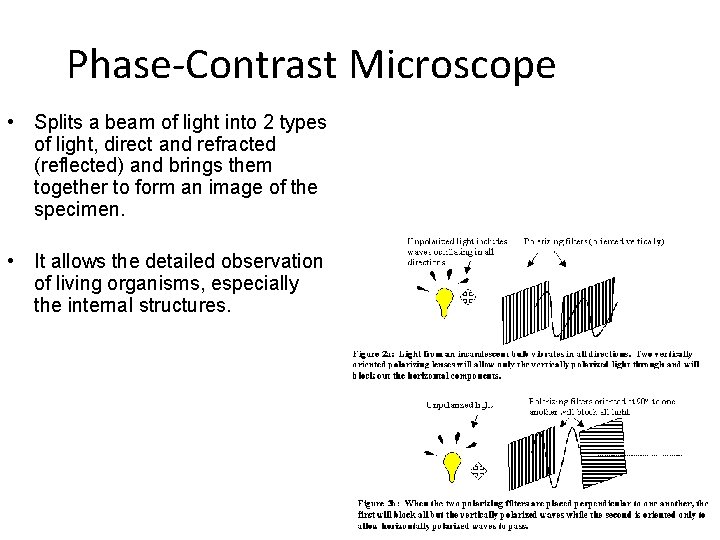 Phase-Contrast Microscope • Splits a beam of light into 2 types of light, direct