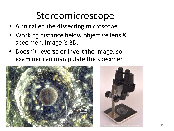 Stereomicroscope • Also called the dissecting microscope • Working distance below objective lens &