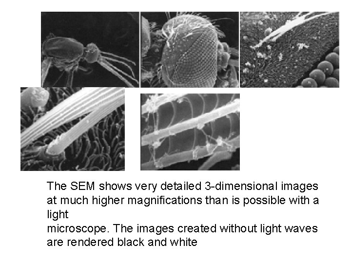 The SEM shows very detailed 3 -dimensional images at much higher magnifications than is