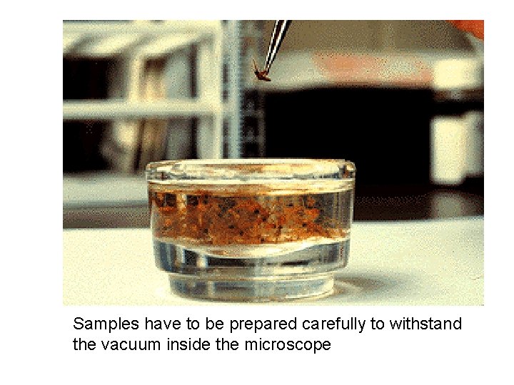 Samples have to be prepared carefully to withstand the vacuum inside the microscope 