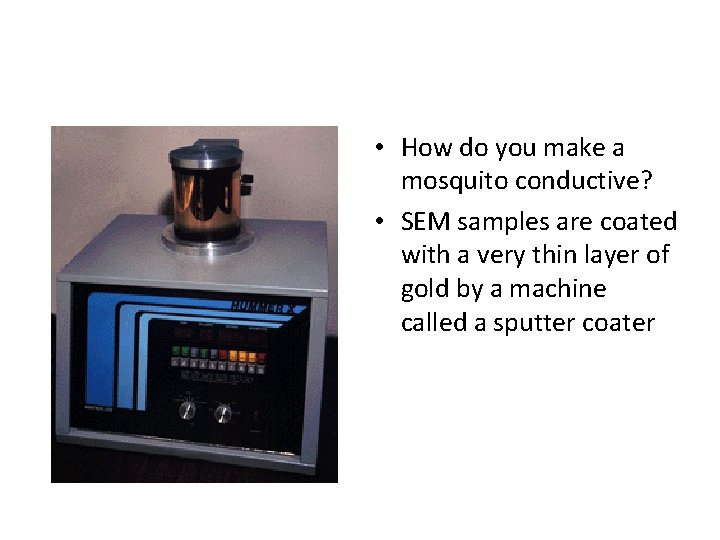  • How do you make a mosquito conductive? • SEM samples are coated