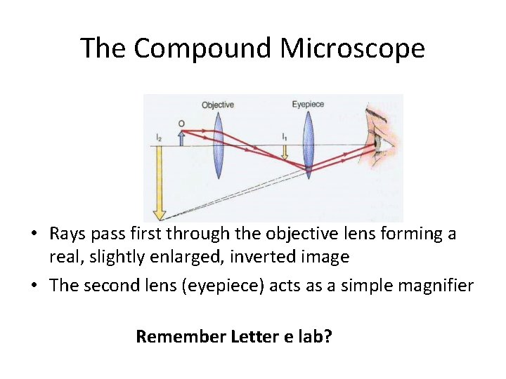 The Compound Microscope • Rays pass first through the objective lens forming a real,