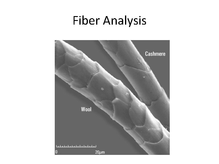 Fiber Analysis 