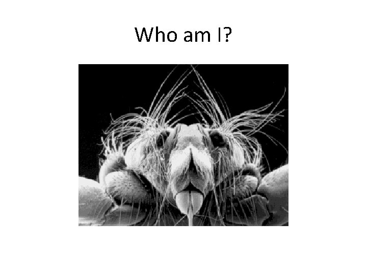 Who am I? 