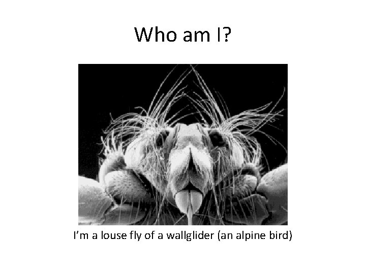 Who am I? I’m a louse fly of a wallglider (an alpine bird) 