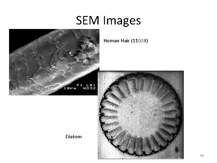 SEM Images Human Hair (1100 X) Diatom 66 