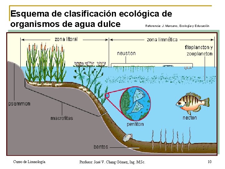 Esquema de clasificación ecológica de organismos de agua dulce Referencia: J. Marcano, Ecología y