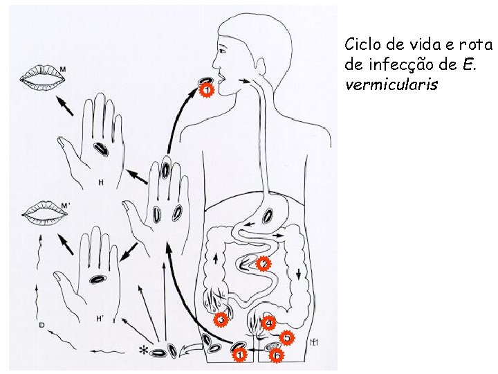 Ciclo de vida e rota de infecção de E. vermicularis Ciclo de vida e rota de infecção de E. vermicularis