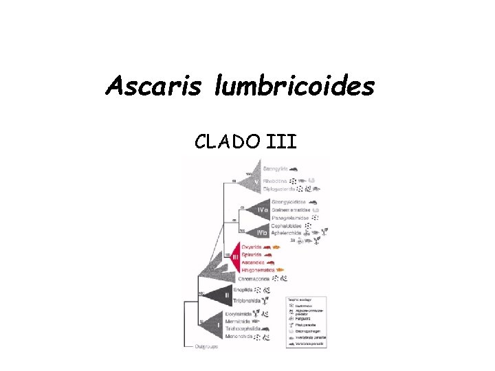 Ascaris lumbricoides CLADO III Ascaris lumbricoides CLADO III