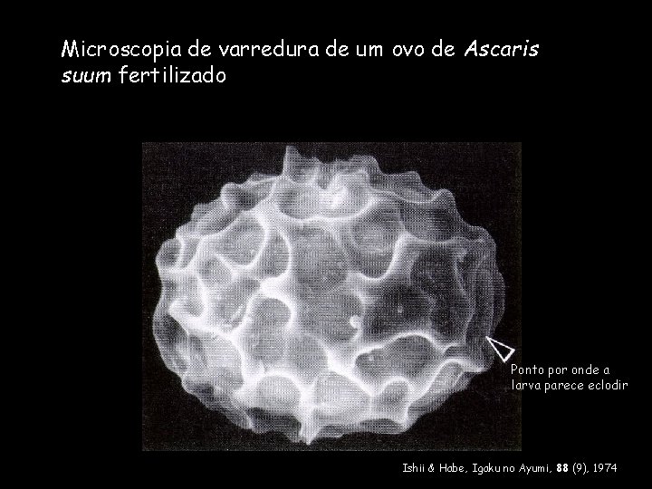 Microscopia de varredura de um ovo de Ascaris suum fertilizado Ponto por onde a Microscopia de varredura de um ovo de Ascaris suum fertilizado Ponto por onde a