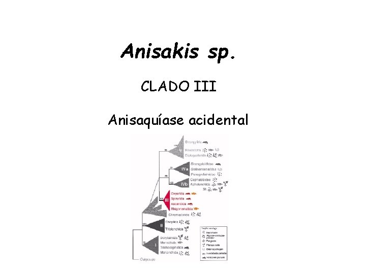 Anisakis sp. CLADO III Anisaquíase acidental Anisakis sp. CLADO III Anisaquíase acidental