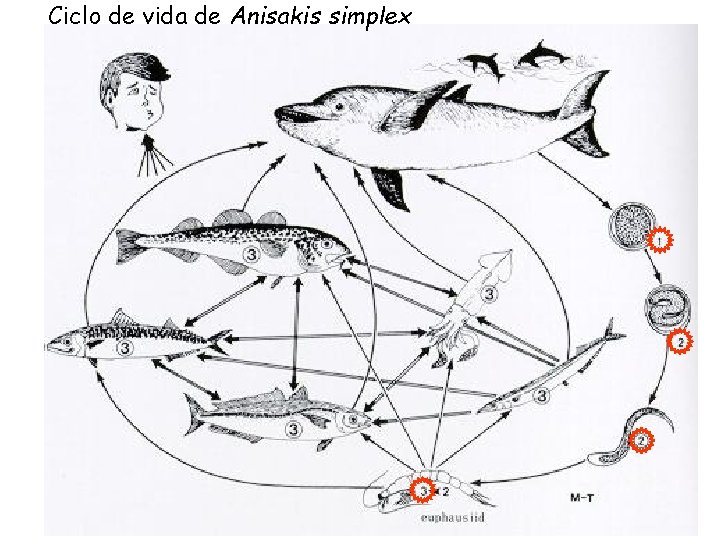 Ciclo de vida de Anisakis simplex Ciclo de vida de Anisakis simplex