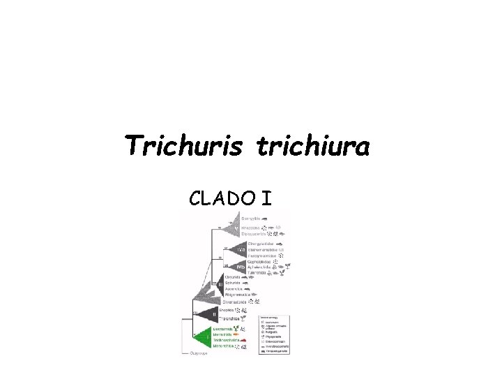 Trichuris trichiura CLADO I Trichuris trichiura CLADO I