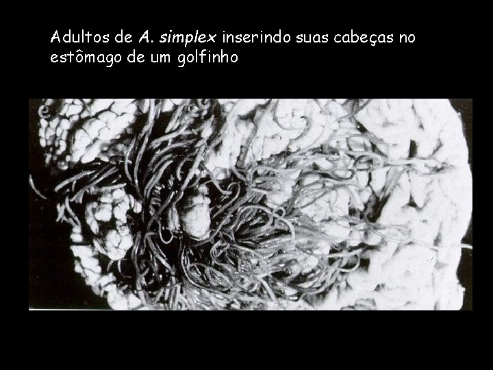 Adultos de A. simplex inserindo suas cabeças no estômago de um golfinho Adultos de A. simplex inserindo suas cabeças no estômago de um golfinho