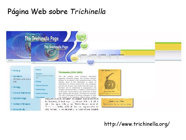 Página Web sobre Trichinella http: //www. trichinella. org/ Página Web sobre Trichinella http: //www. trichinella. org/