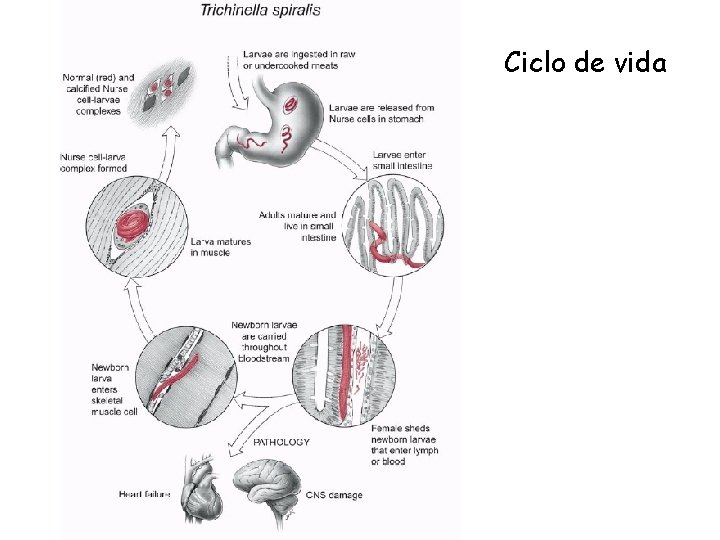 Ciclo de vida Ciclo de vida
