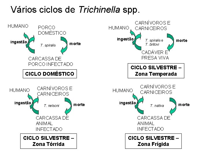 Vários ciclos de Trichinella spp. HUMANO PORCO DOMÉSTICO CARNÍVOROS E CARNICEIROS HUMANO ingestão T. Vários ciclos de Trichinella spp. HUMANO PORCO DOMÉSTICO CARNÍVOROS E CARNICEIROS HUMANO ingestão T.