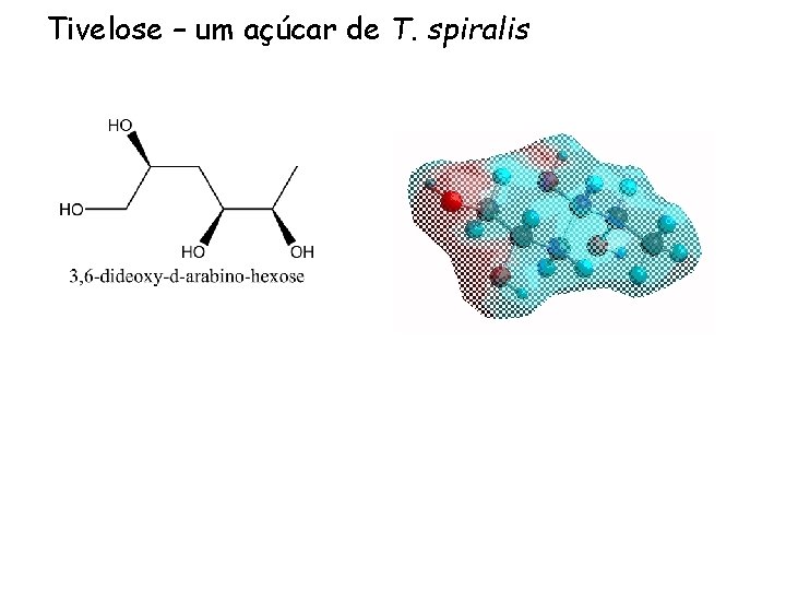 Tivelose – um açúcar de T. spiralis Tivelose – um açúcar de T. spiralis