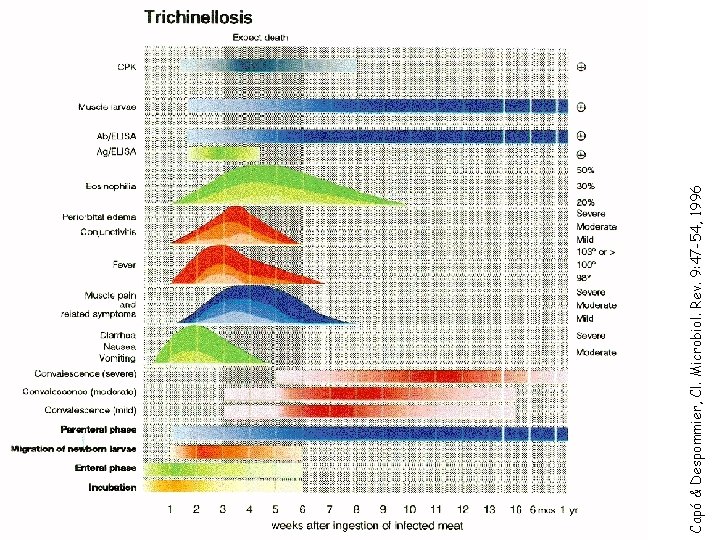 Capó & Despommier, Cl. Microbiol. Rev. 9: 47 -54, 1996 Capó & Despommier, Cl. Microbiol. Rev. 9: 47 -54, 1996