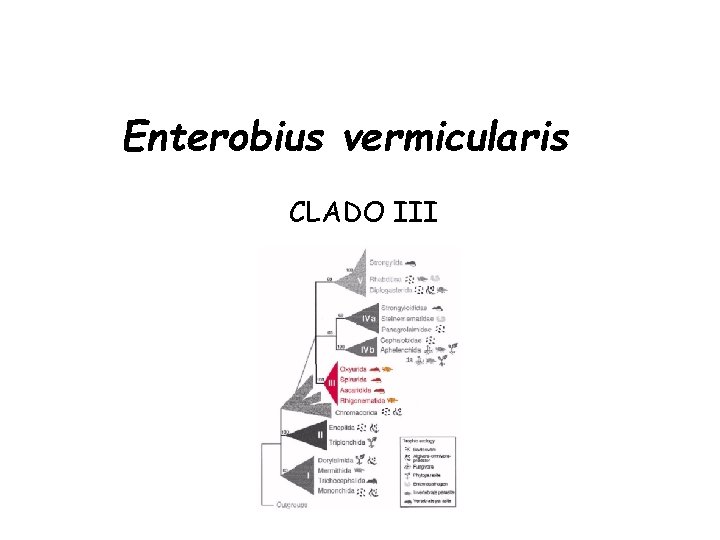 Enterobius vermicularis CLADO III Enterobius vermicularis CLADO III