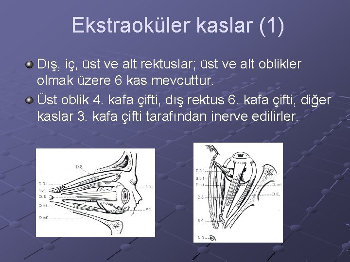 Ekstraoküler kaslar (1) Dış, iç, üst ve alt rektuslar; üst ve alt oblikler olmak