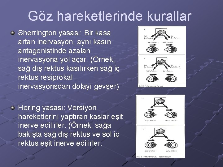 Göz hareketlerinde kurallar Sherrington yasası: Bir kasa artan inervasyon, aynı kasın antagonistinde azalan inervasyona