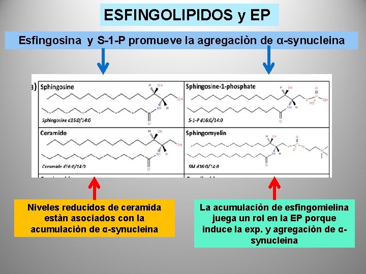 ESFINGOLIPIDOS y EP Esfingosina y S-1 -P promueve la agregaciòn de α-synucleina Niveles reducidos