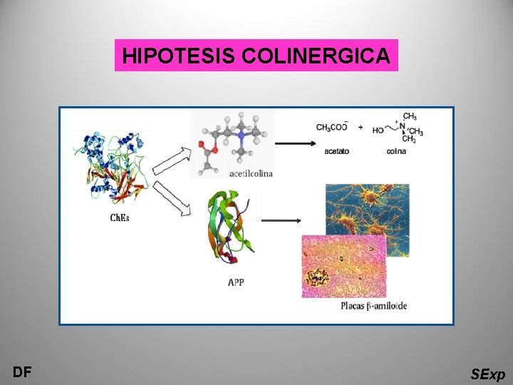 HIPOTESIS COLINERGICA DF SExp 