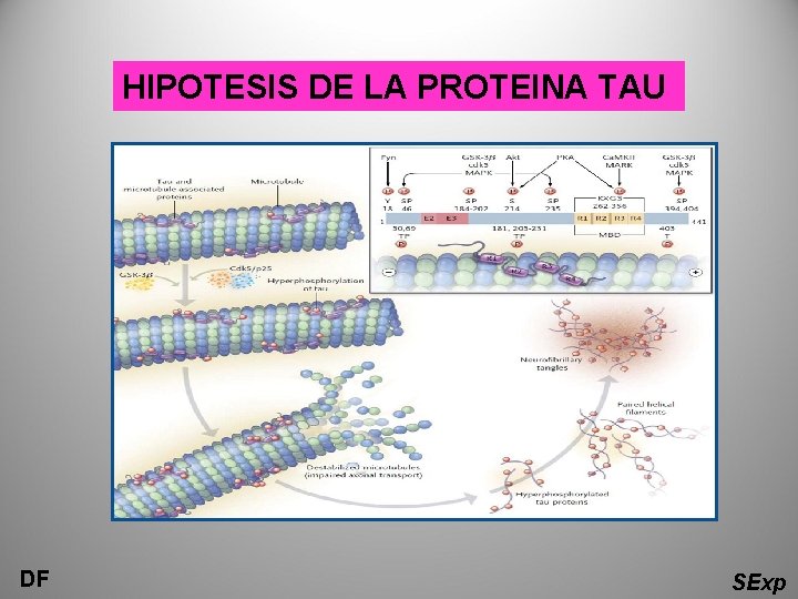 HIPOTESIS DE LA PROTEINA TAU DF SExp 