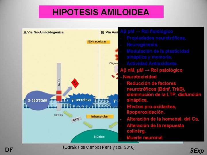 HIPOTESIS AMILOIDEA Aβ p. M → Rol fisiológico - Propiedades neurotróficas. - Neurogénesis. -