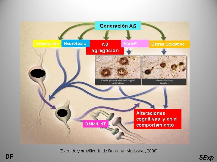 Generación Aβ Inflamación Neurotoxic Hiper. P. Aβ agregación Tau Déficit NT Estrés Oxidativo Alteraciones