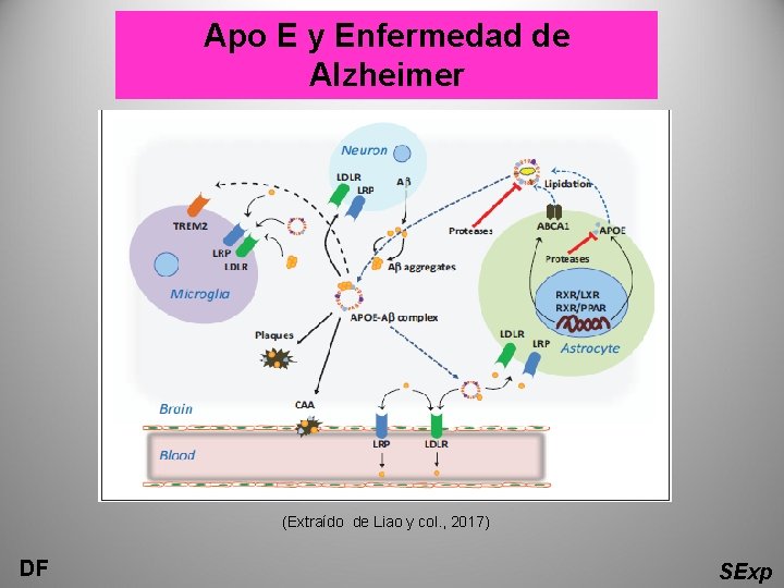 Apo E y Enfermedad de Alzheimer (Extraído de Liao y col. , 2017) DF